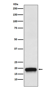 VEGFB Rabbit Monoclonal Antibody