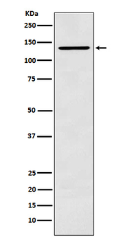CARD11 Rabbit Monoclonal Antibody