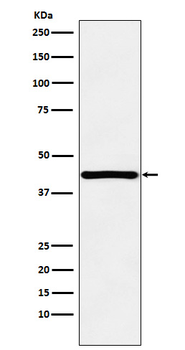 HOXA13 Rabbit Monoclonal Antibody