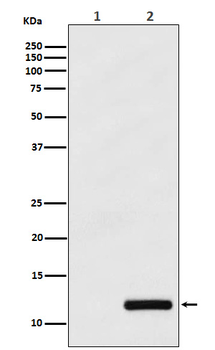 CCL4/MIP1 beta Rabbit mAb Antibody
