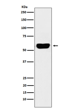 Salivary alpha amylase Rabbit mAb Antibody