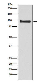 VAV3 Rabbit mAb Antibody