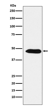 EBP1 / PA2G4 Rabbit mAb Antibody