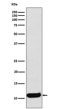 CCL19 Rabbit mAb Antibody