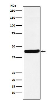 AHA1 Rabbit mAb Antibody
