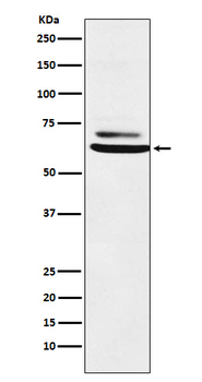 ENT2 Rabbit mAb Antibody