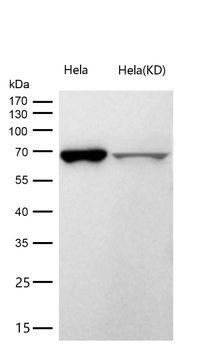 ABCE1 Rabbit mAb [KD Validated]