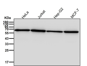 ABCE1 Rabbit mAb [KD Validated]