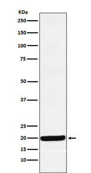 Y14 Rabbit mAb Antibody