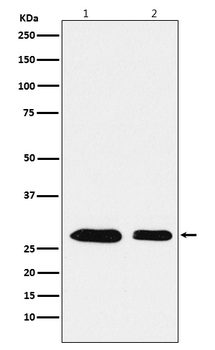 PHAPI2 / APRIL Rabbit mAb [KD Validated]