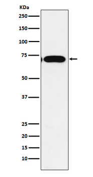 CPEB1 Rabbit Monoclonal Antibody