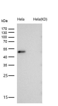 RING1 Rabbit mAb [KD Validated] Antibody