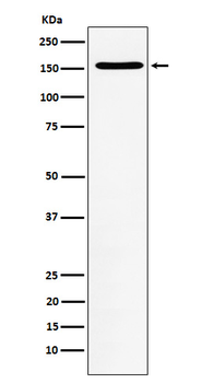 WAPL Rabbit Monoclonal Antibody