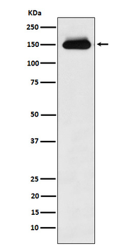 Timeless Rabbit mAb Antibody