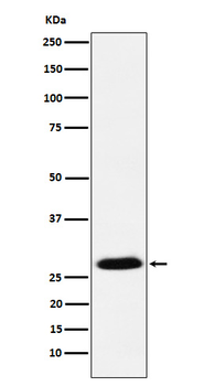 GSC Rabbit Monoclonal Antibody