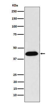 NUDC Rabbit mAb Antibody