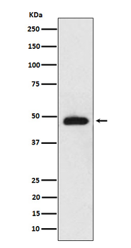 NeuroD2 Rabbit Monoclonal Antibody