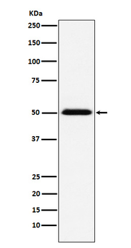 TCP1 beta Rabbit mAb Antibody