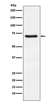 Dkk3 Rabbit Monoclonal Antibody
