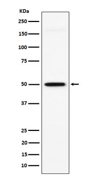 GPA33 Rabbit Monoclonal Antibody
