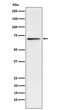 Plastin L Rabbit Monoclonal Antibody