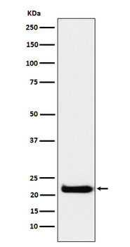 CEND1 Rabbit Monoclonal Antibody