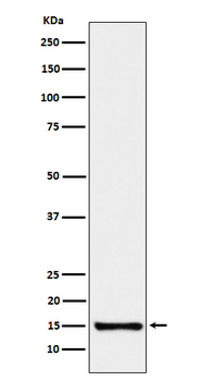 SAA4 Rabbit mAb Antibody