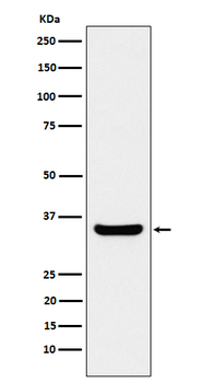 BOB1 Rabbit mAb Antibody