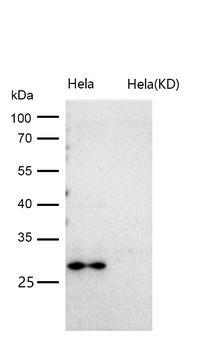 Calpain small subunit 1 Rabbit mAb [KD Validated]