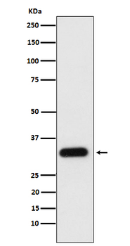 Apolipoprotein F Rabbit mAb Antibody