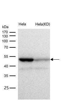 COPS3 Rabbit mAb [KD Validated]