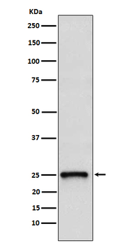TC10 Rabbit mAb Antibody