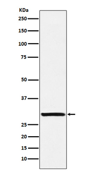 Intra Acrosomal Protein Rabbit Monoclonal Antibody