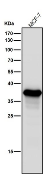 AKR1C3 Rabbit mAb