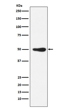 FOXL2 Rabbit Monoclonal Antibody