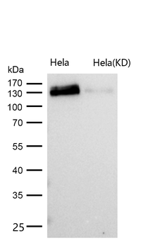GOLPH4 Rabbit mAb Antibody