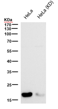 GDF3 Rabbit mAb Antibody