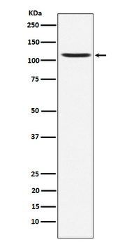 GluA4 Rabbit mAb Antibody