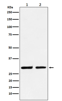 Dlx5 Rabbit mAb