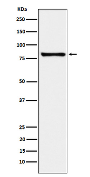 MARK3 Rabbit mAb Antibody