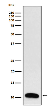 Trefoil Factor 3 Rabbit mAb Antibody