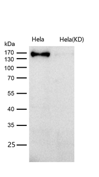 CLASP1 Rabbit mAb [KD Validated]