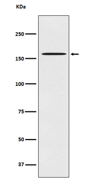 CLASP1 Rabbit mAb [KD Validated]