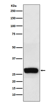 beta Casein Rabbit mAb Antibody