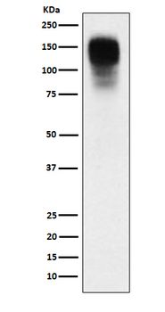 CEACAM1 Rabbit mAb Antibody