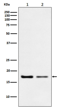 Destrin Rabbit mAb Antibody