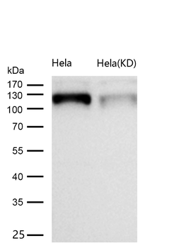 Eph receptor B1 Rabbit Monoclonal Antibody
