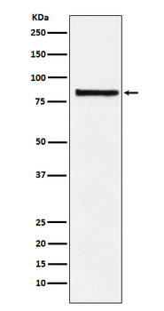 eIF2B epsilon Rabbit Monoclonal Antibody