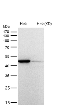 eIF4A1 Rabbit mAb [KD Validated] Antibody