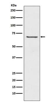GABA A Receptor beta 2 Rabbit Monoclonal Antibody